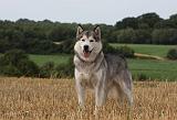 ALASKAN MALAMUTE 744